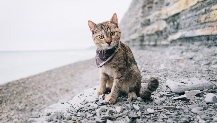 Reisende niedliche Katze, die im Kopftuch trägt, das am Meer sitzt.