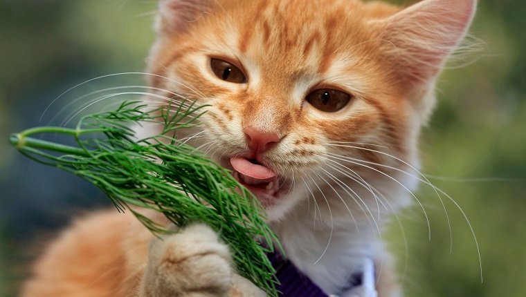 Können Katzen Dill essen? Ist Dill sicher für Katzen? Haustiere Welt