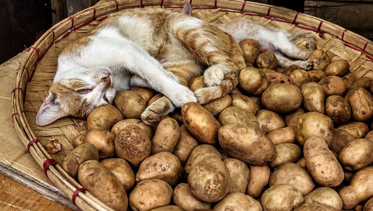 Entzückende Katze, die in einem Korb der frischen neuen Kartoffeln schläft