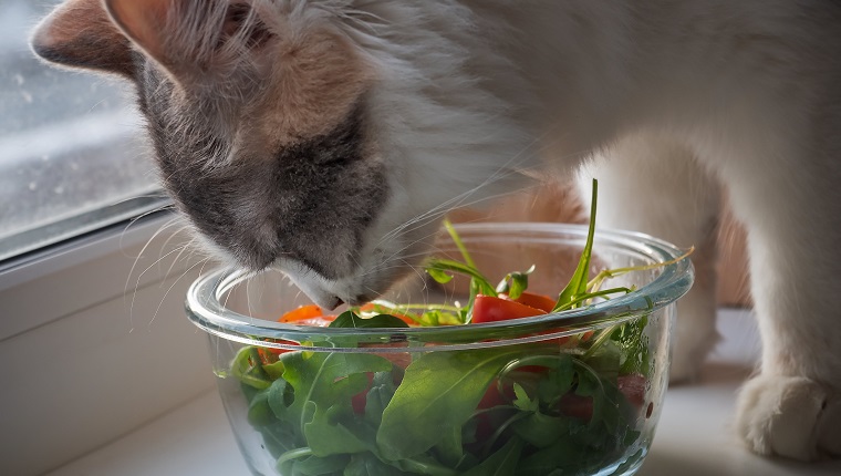 Junge flauschige Katze schmeckt einen Salat mit Tomaten und Rucola mit einer Glassalatschale, großes Porträt