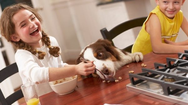 Girl (6-8) feeding dog breakfast cereal at kitchen table, laughing