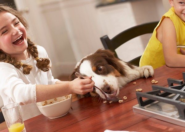 Girl (6-8) feeding dog breakfast cereal at kitchen table, laughing