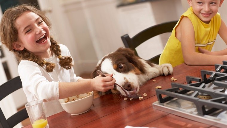 Girl (6-8) feeding dog breakfast cereal at kitchen table, laughing