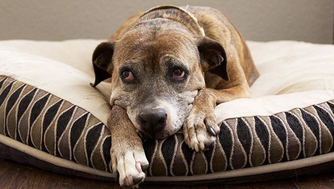 Leidet Ihr Hund an einer saisonalen affektiven Störung? Haustiere Welt