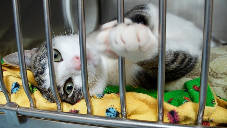 Ein grau-weißes Kätzchen erreicht eine Pfote aus seinem Käfig im Tierheim