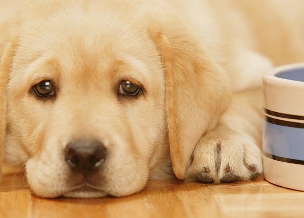 Golden Retriever puppy lying down by bowl, close up, close-up