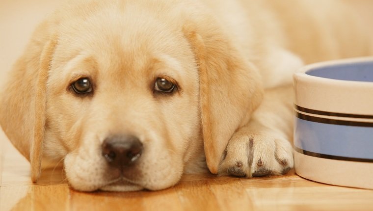 Golden Retriever puppy lying down by bowl, close up, close-up