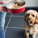 Woman feeding her pet dog training him to wait for his food