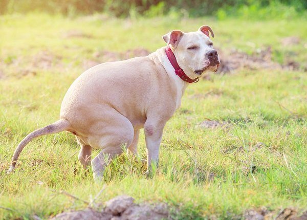 American Pitbull puppy shit on grass field
