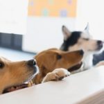 Curious dogs leaning on dog daycare counter