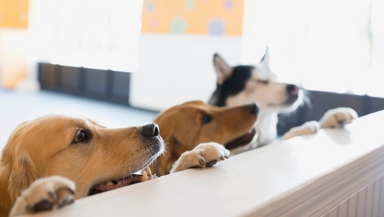 Curious dogs leaning on dog daycare counter