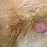 Dog skin disease. The wound on dog.