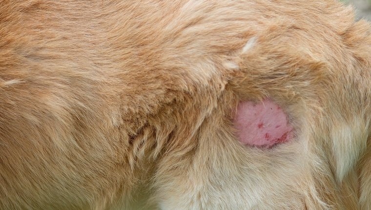 Dog skin disease. The wound on dog.
