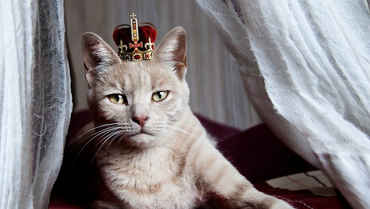 Starten Sie Ihren eigenen Landtag: 5 Möglichkeiten, wie Katzen ihr eigenes Land führen würden