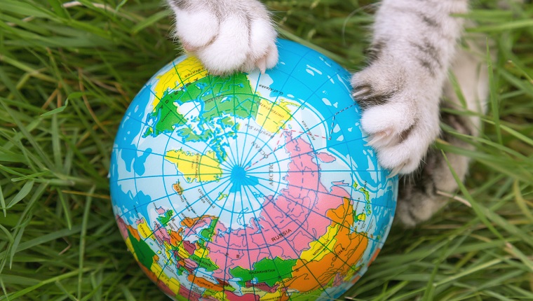 Katzenpfoten spielen auf globalem Ballspielzeug auf dem Gras