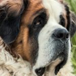St. Bernard dog laying in the garden. this breed is prone to taurine deficiency.