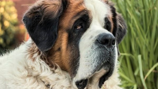 St. Bernard dog laying in the garden. this breed is prone to taurine deficiency.