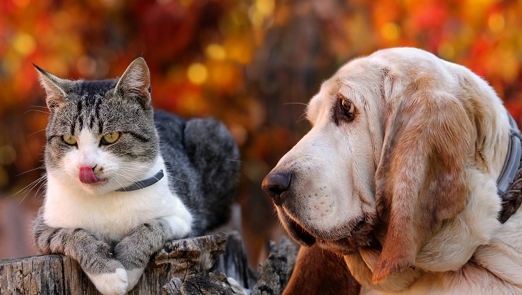 Dog and kitten with autumn background.