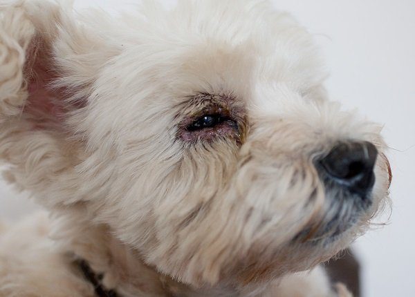 West Highland Terrier with medical condition dry eye