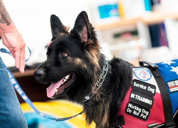A service dog waits for training at the Paws of War office in Nesconset, Long Island, New York on June 10, 2019. - The service dogs are either trained or being trained to help veterans through difficult times by Paws of War, an association funded entirely by private donations that provides the shelter animals free of charge.