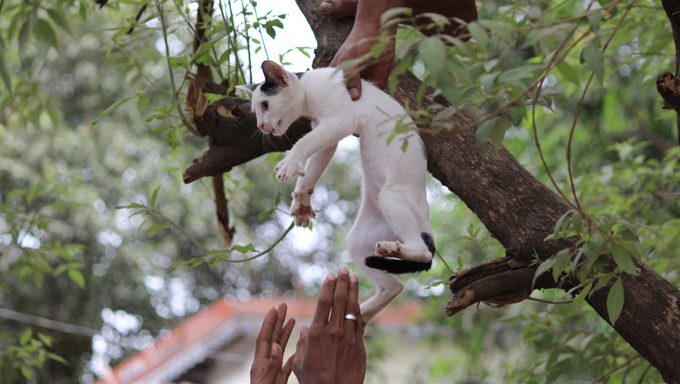Menschen, die Katze vom Baum retten