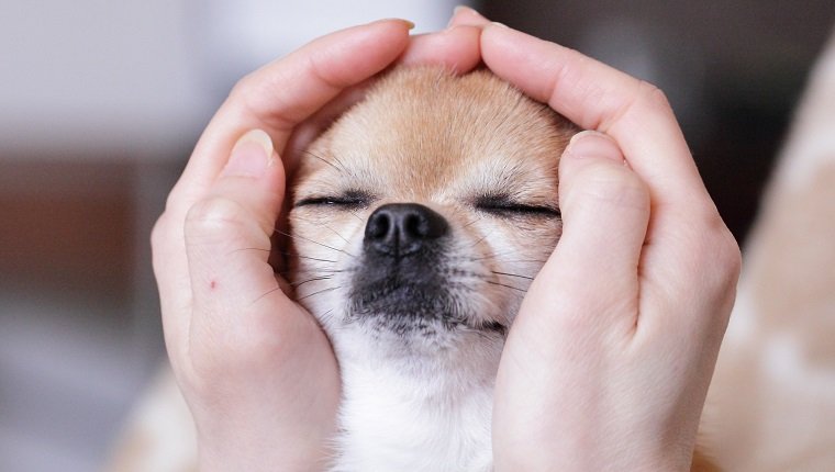 Chihuahua Auge geschlossen.