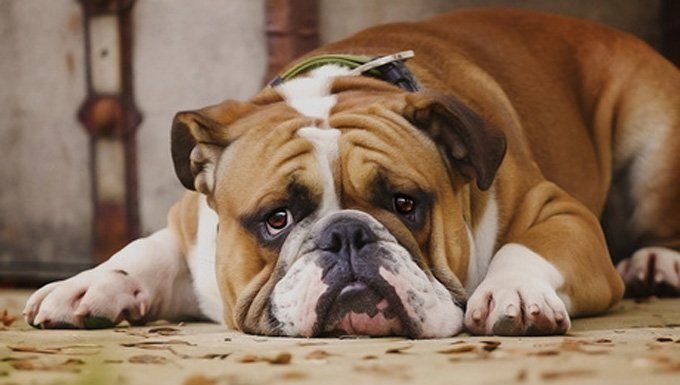 traurige Bulldogge