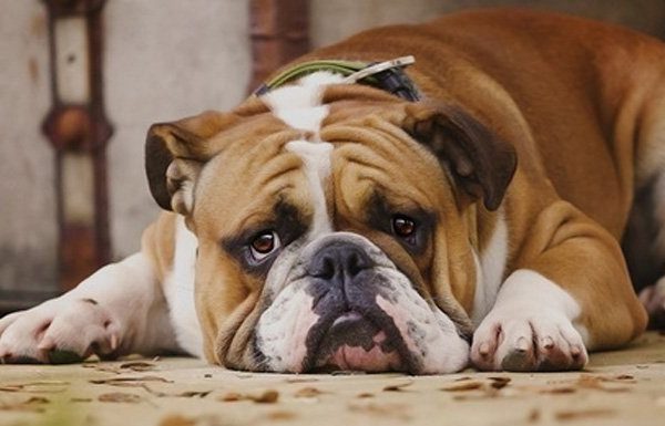 sad bulldog