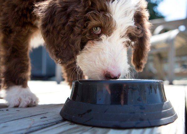 Chocolate and White Labradoodle Puppy eating or drinking from a bowl