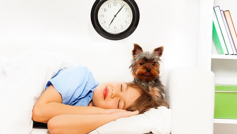 A small dog waits next to a sleeping human with a clock on the wall in the background.