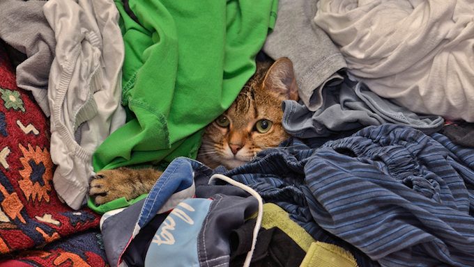 Katze unter Wäschestapel