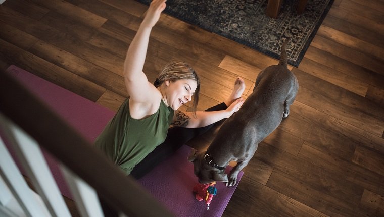 Eine erwachsene Frau macht Yoga und Krafttraining auf einer Matte in ihrem Wohnzimmer, ihr Hund hält ihre Gesellschaft und versucht zu spielen.