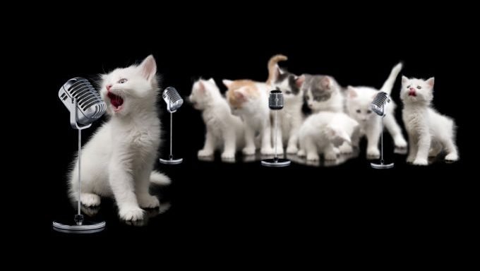 Kätzchen singen Lieder über Katzen in Mikrofone