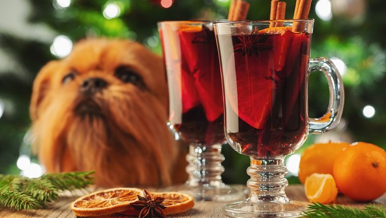 Zwei Glas Glühwein oder Glühwein mit Gewürzen und Orangenscheiben auf rustikalem Tisch gegen den Weihnachtsbaum und den roten Hund. Traditionelles Getränk im Winterurlaub.