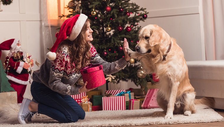 glückliche junge Frau in der Weihnachtsmütze, die mit Hund zur Weihnachtszeit spielt