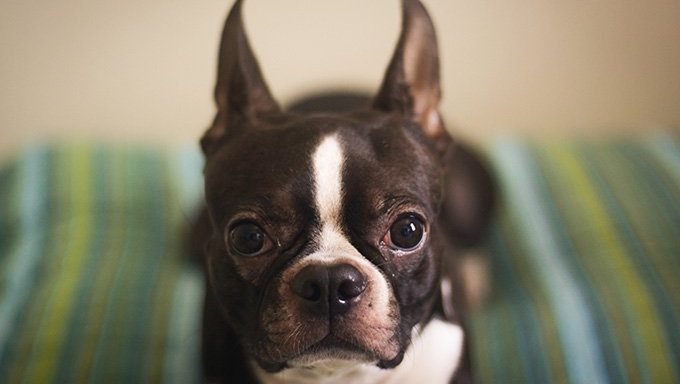 Boston Terrier Welpen: Süße Bilder und Fakten | Haustiere Welt
