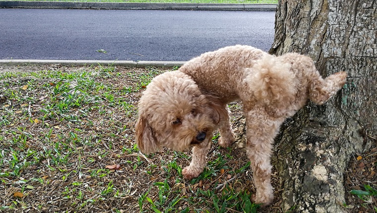 Männlicher Pudelhund pinkelt auf Baumstamm, um sein Territorium zu markieren