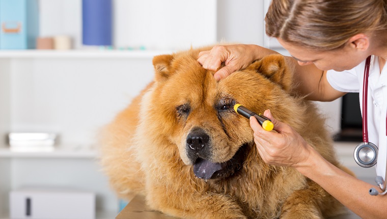 Tierarzt, der die Augen eines Hundes Chow Chow in der Klinik inspiziert