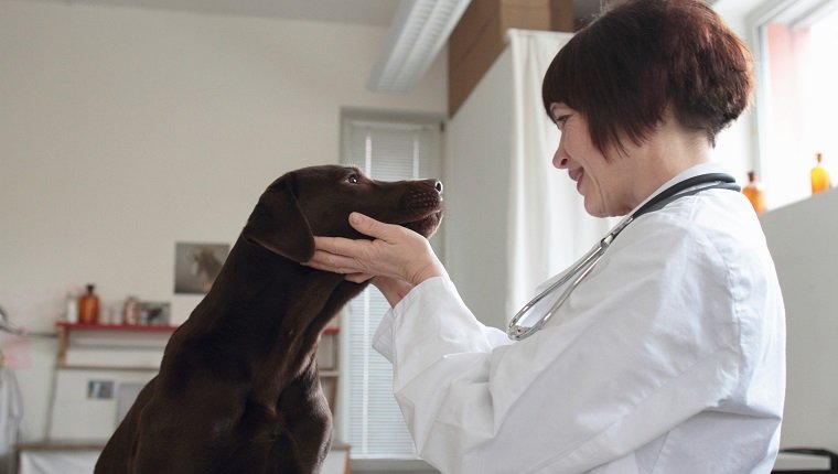 Tierärztin, die Hundeaugen in der Klinik untersucht