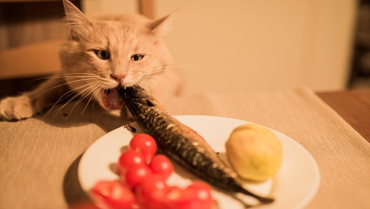 Lustige hungrige Katze, die Fisch von einem inländischen Tisch stiehlt.