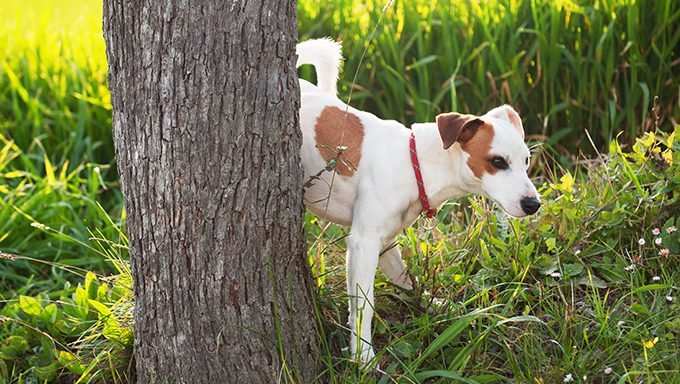 Hund pinkelt auf Baum