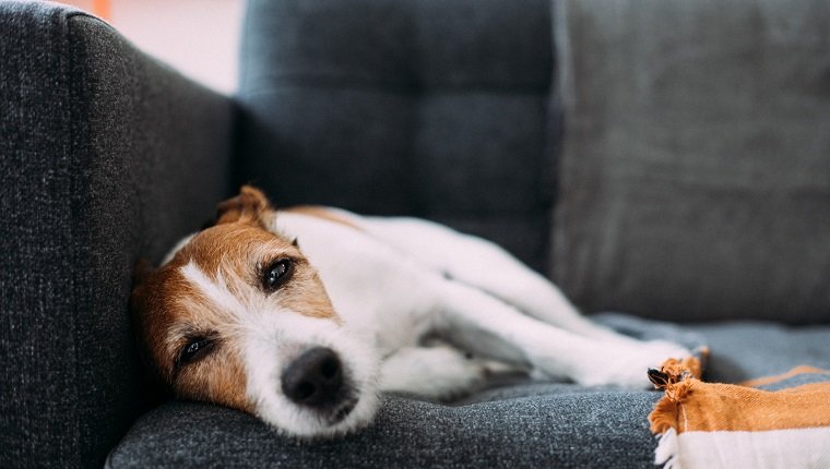 Parson Russell Terrier Hund fühlt sich müde, verzweifelt und schläfrig und liegt zu Hause auf einem anthrazitfarbenen Sofa