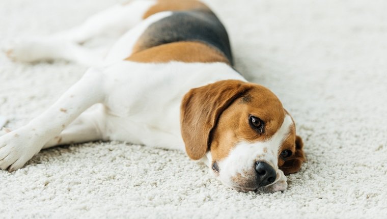 süßer Beagle, der zu Hause auf Teppich liegt