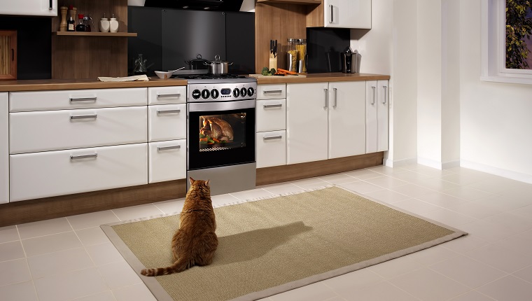 Katze, die einen kochenden Truthahn im Ofen betrachtet.