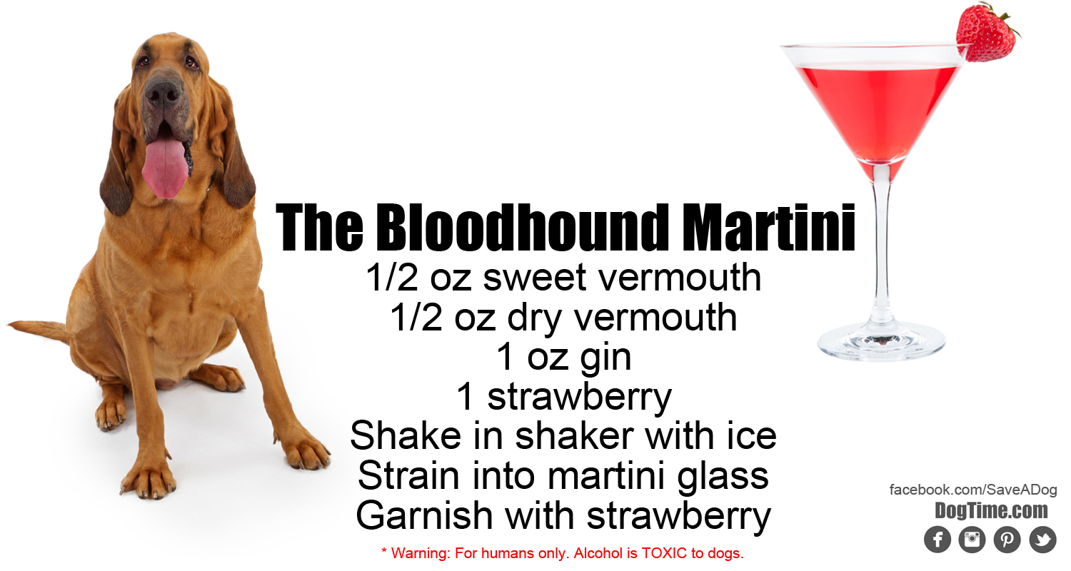 Bloodhound Martini Cocktail Rezept