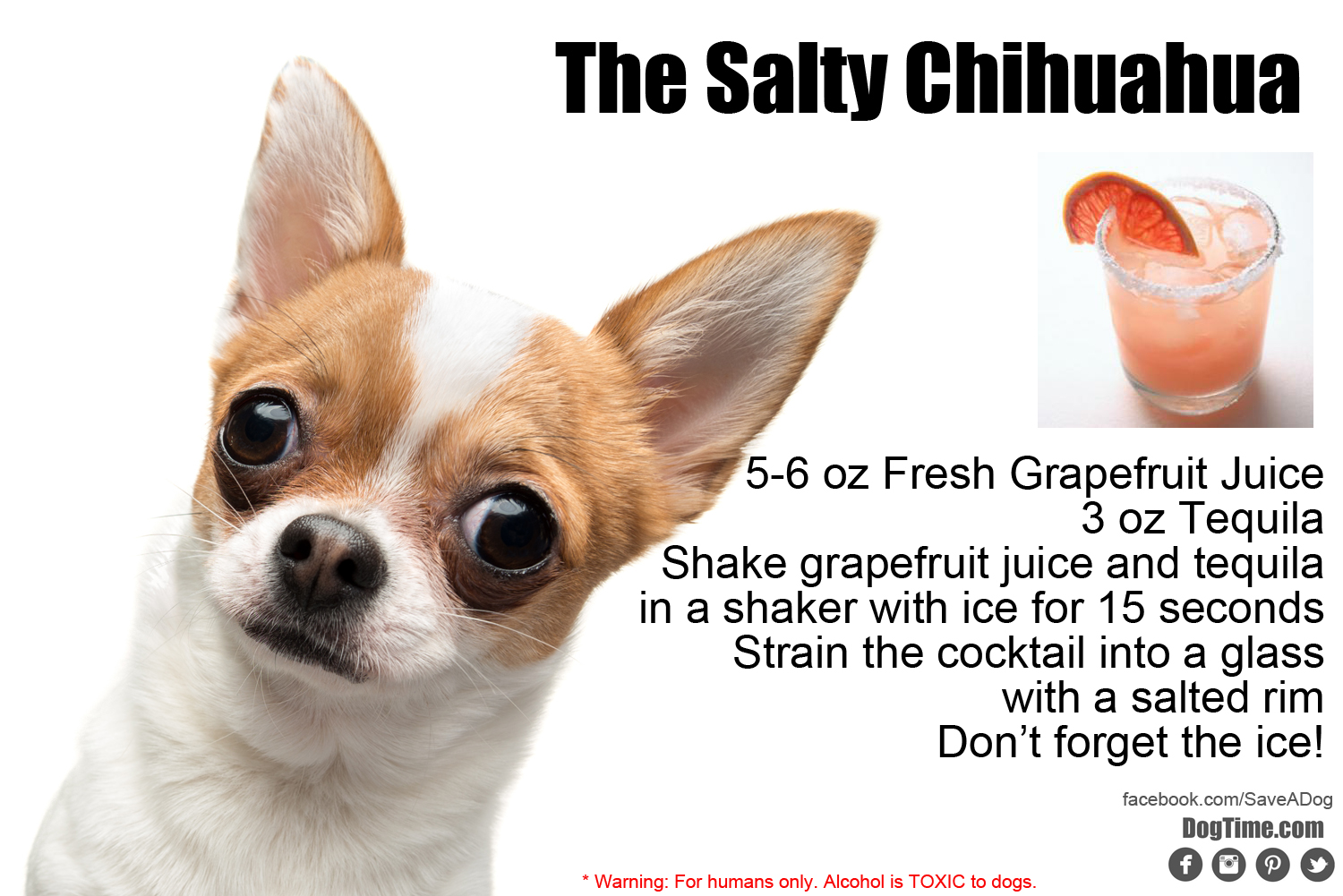 Salziges Chihuahua Cocktail Rezept