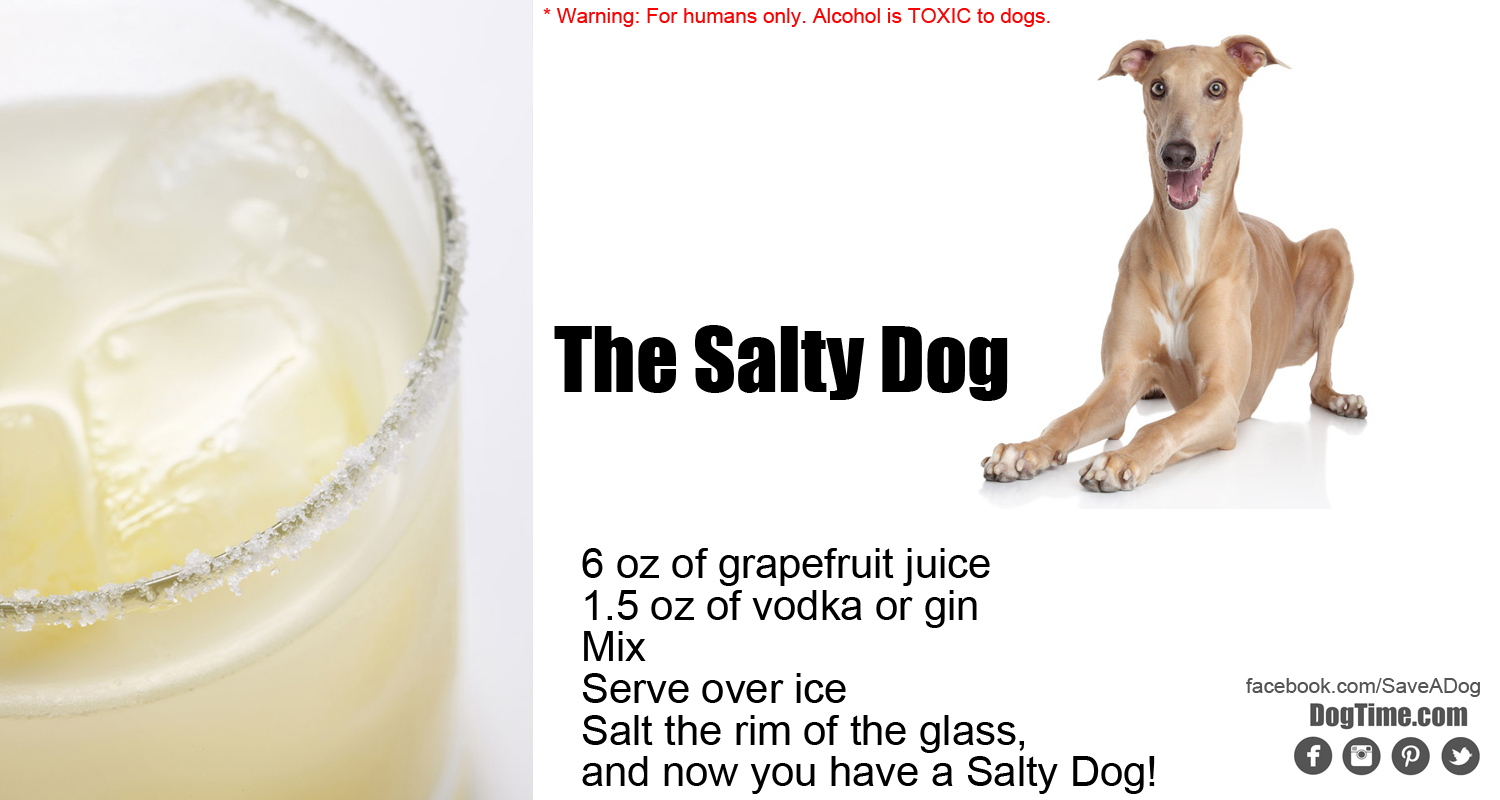 10 von Hunden inspirierte Cocktails für Ihre Urlaubsfeier Haustiere Welt