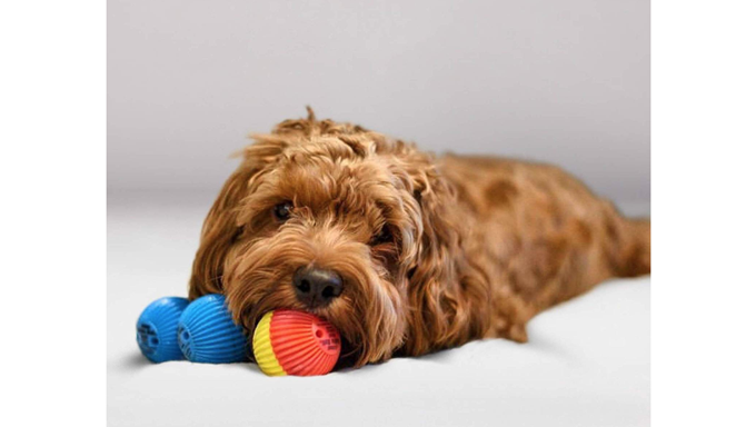 Hund mit plappernden Ballspielzeugen
