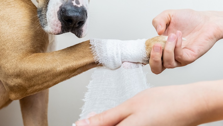 Hände, die einen Verband auf einen verwundeten Körperteil eines Hundes legen, Nahaufnahme