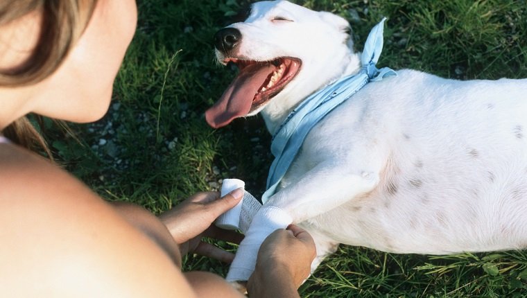 Lady owner bandages dog leg